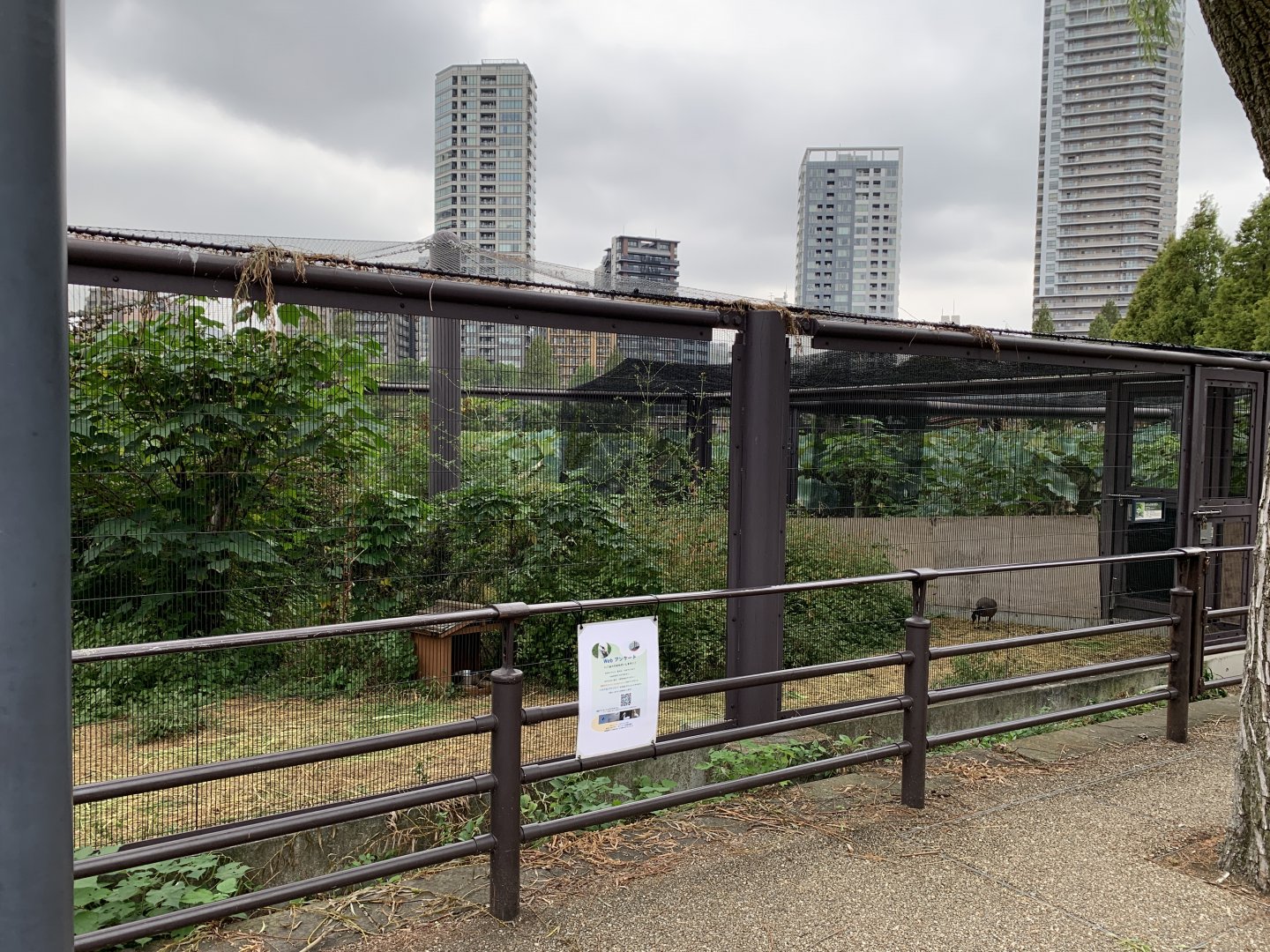 Cackling Goose Exhibit
