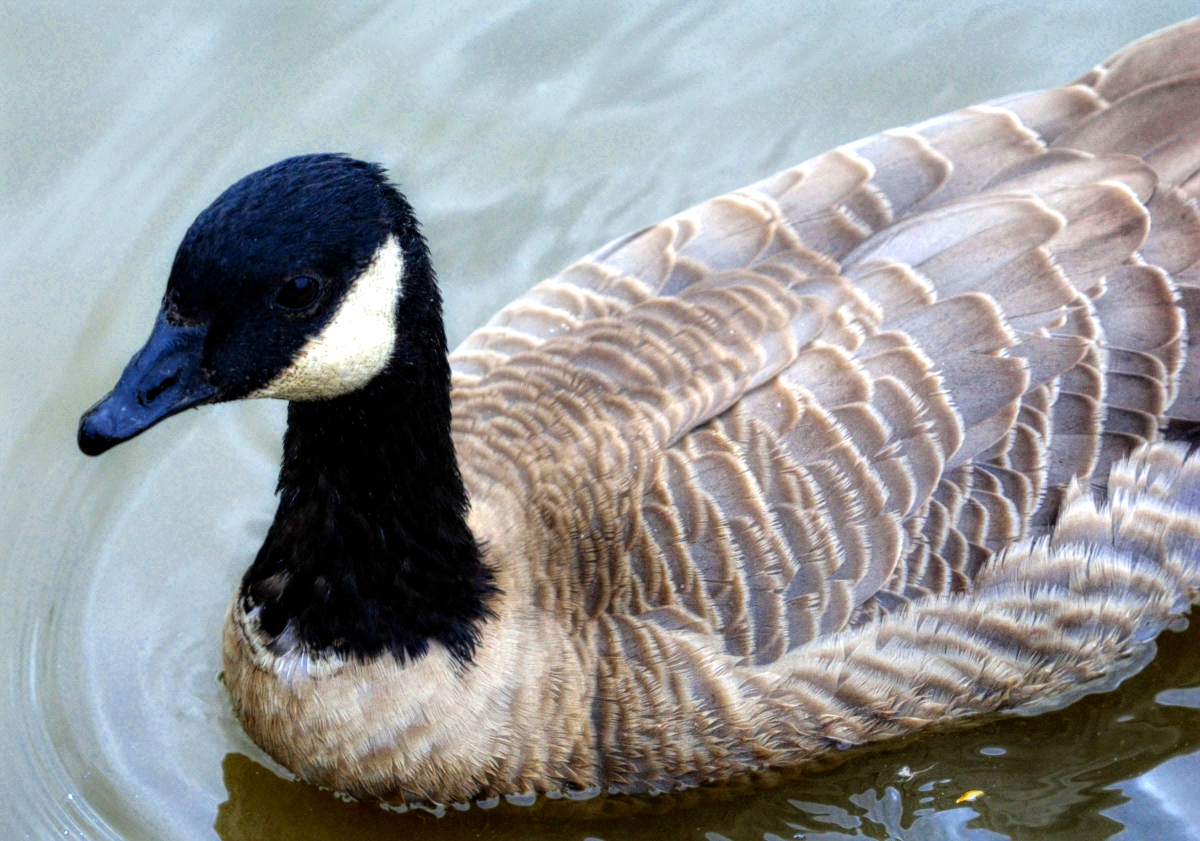 Cackling Goose