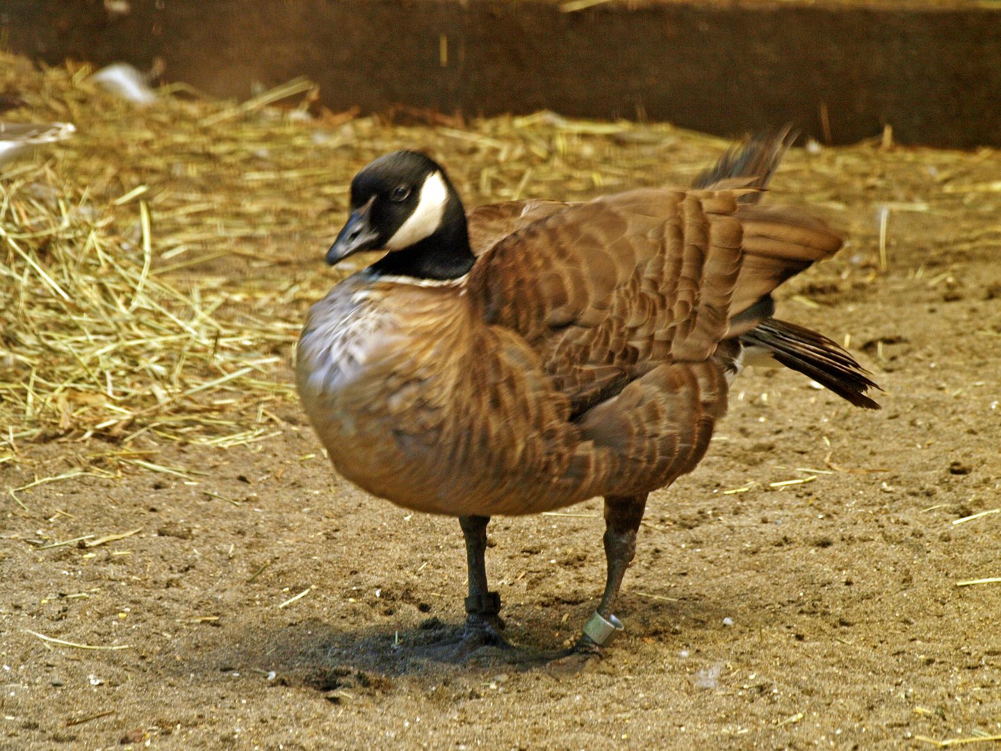 Cackling goose