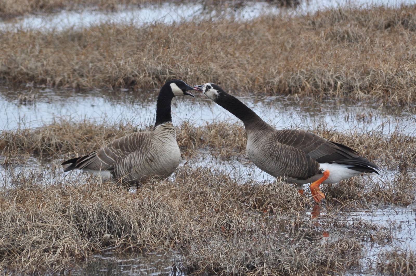 Cackling/Greater White-fronted Goose Hybrid - Alaska