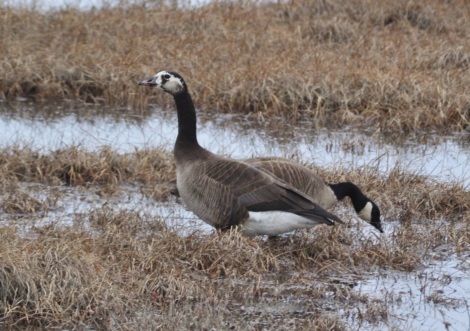 Cackling - White-fronted Goose Hybrid and Cackling Goose - Alaska
