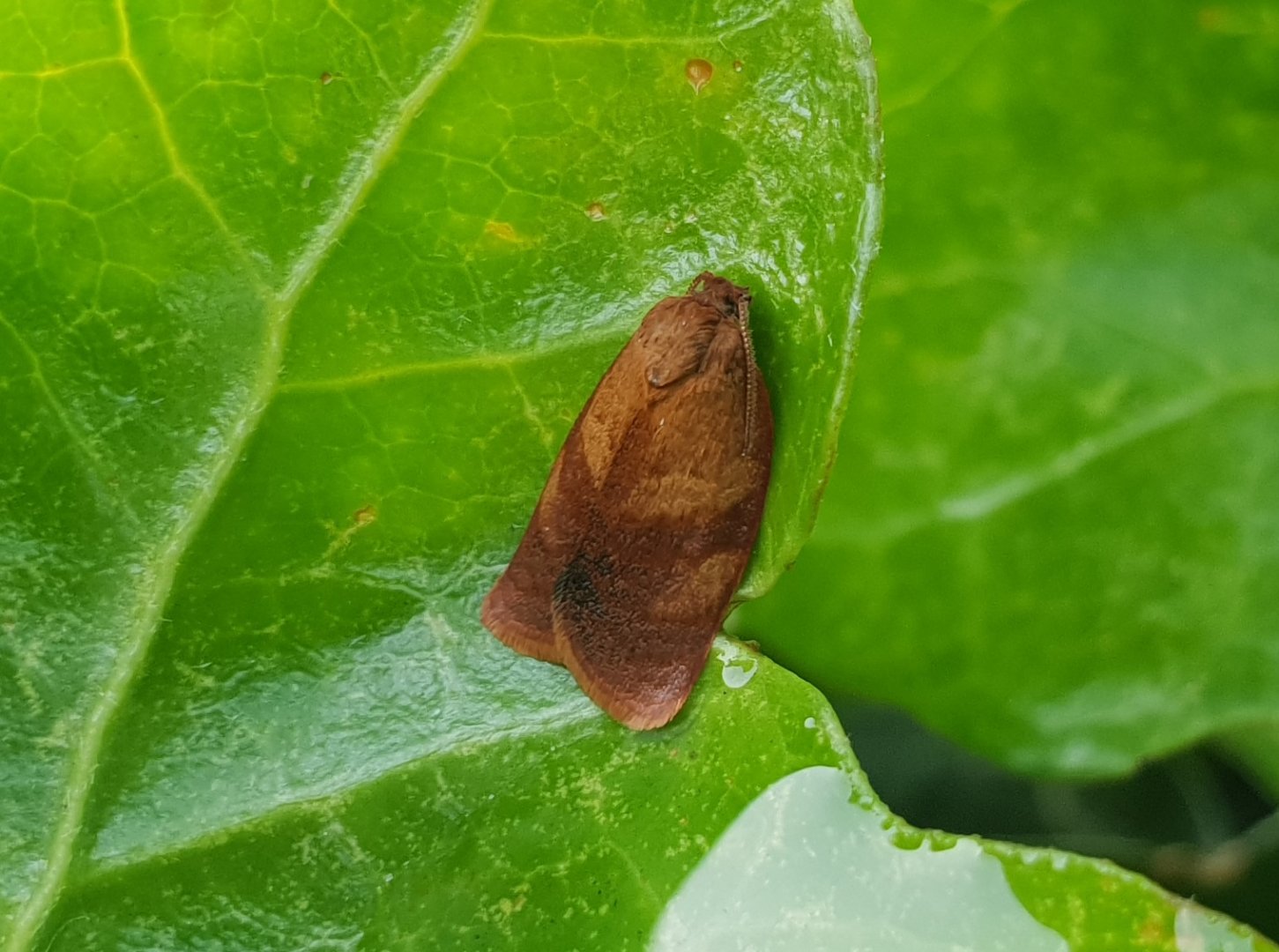 Cacoecimorpha pronubana