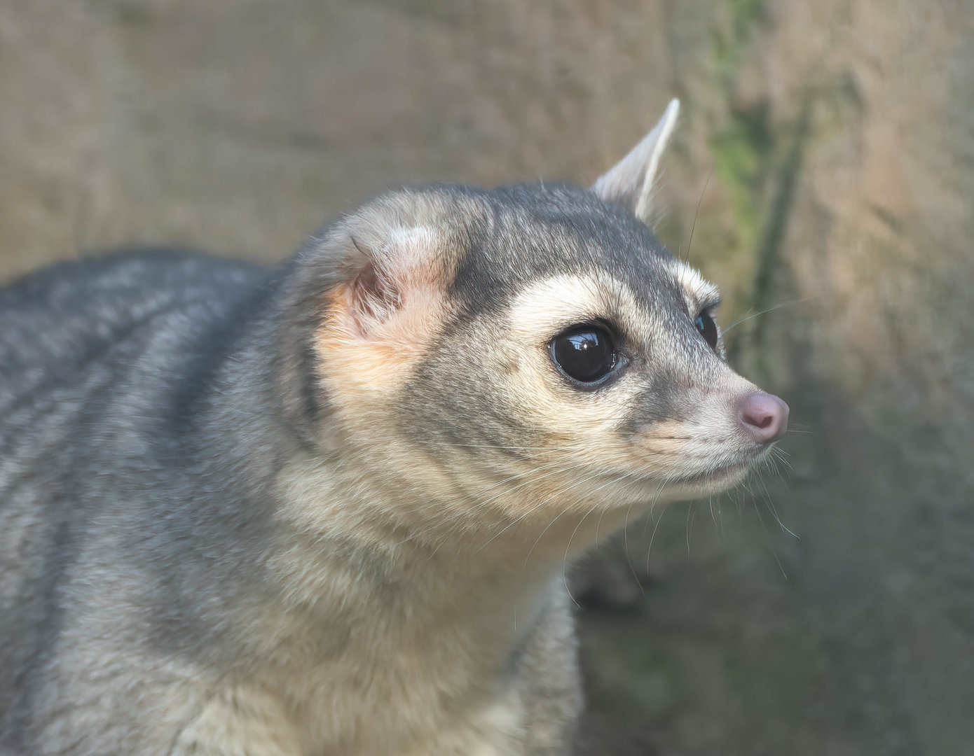 Cacomistle, Hamerton, UK