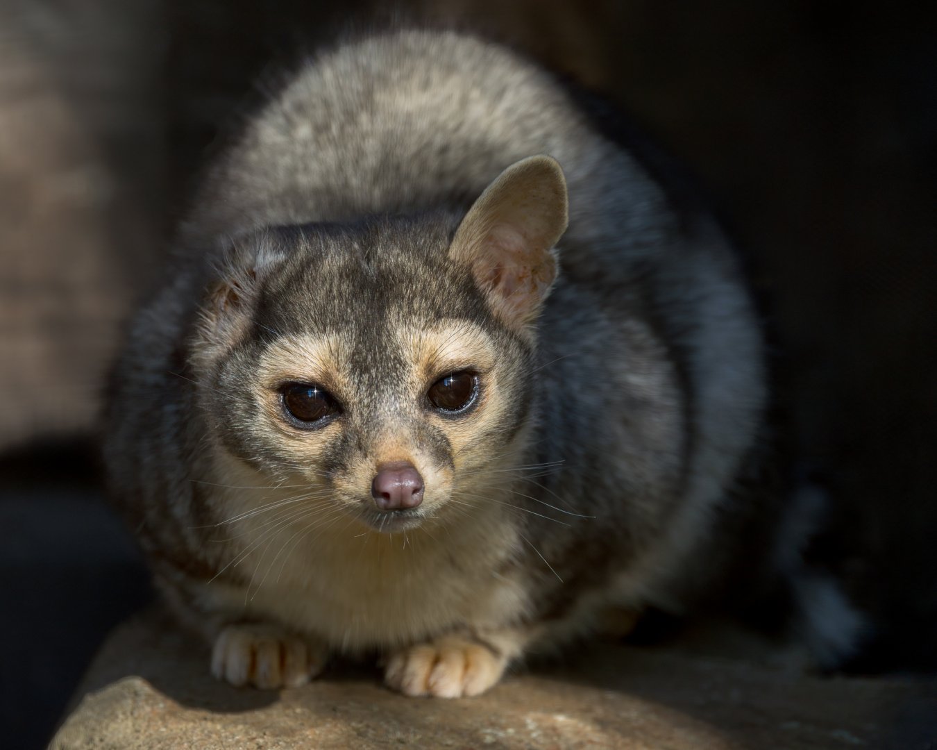 Cacomistle/Ring Tail (Vincent) / Hamerton / 22-9-25