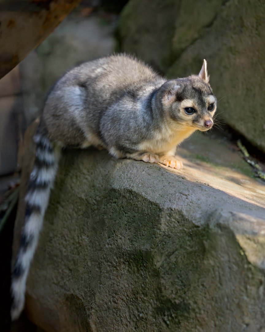 Cacomistle/Ringtail (Vincent) / Hamerton / 22-9-25