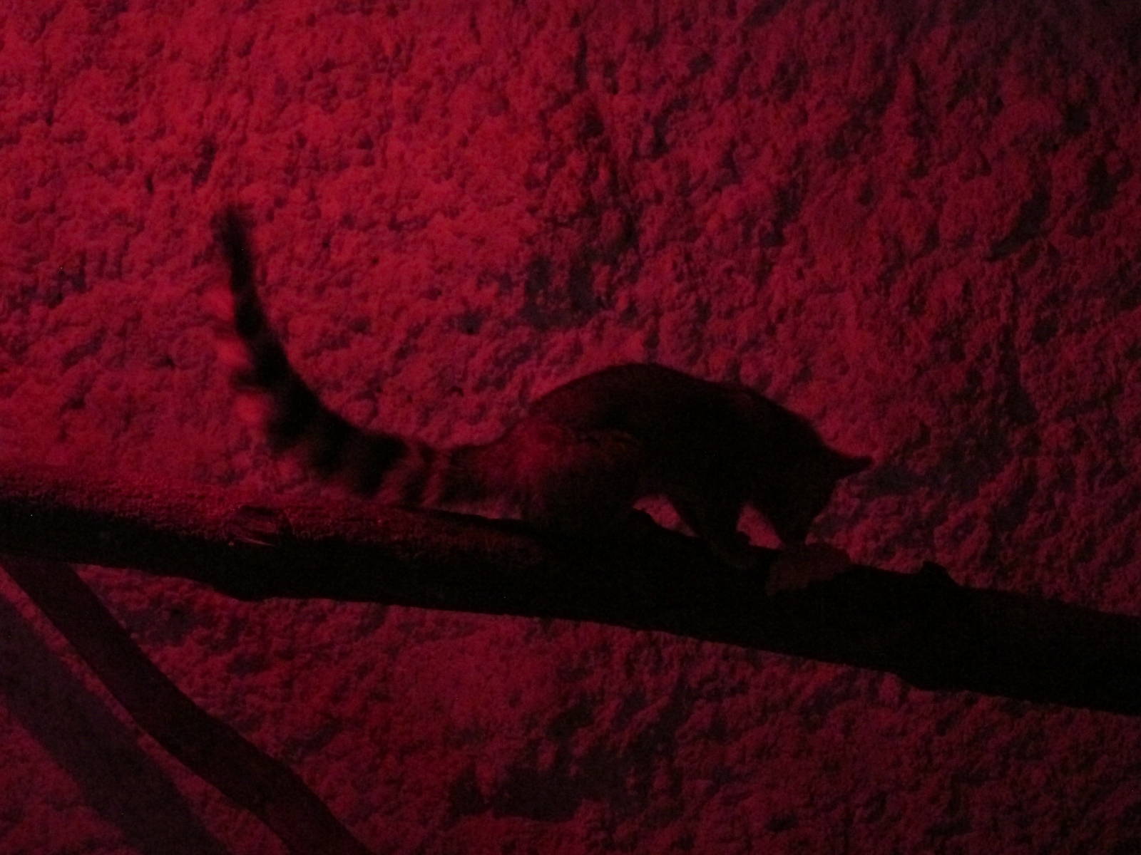 cacomixtle zoologico del altiplano