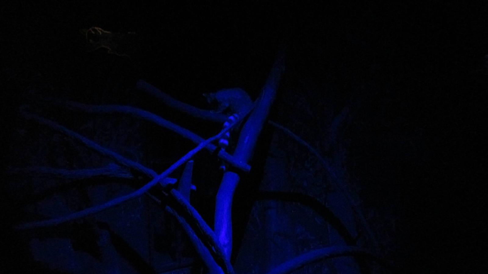 cacomixtle zoomat nocturnal house