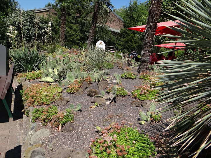 Cacti at the restoration in the zoo