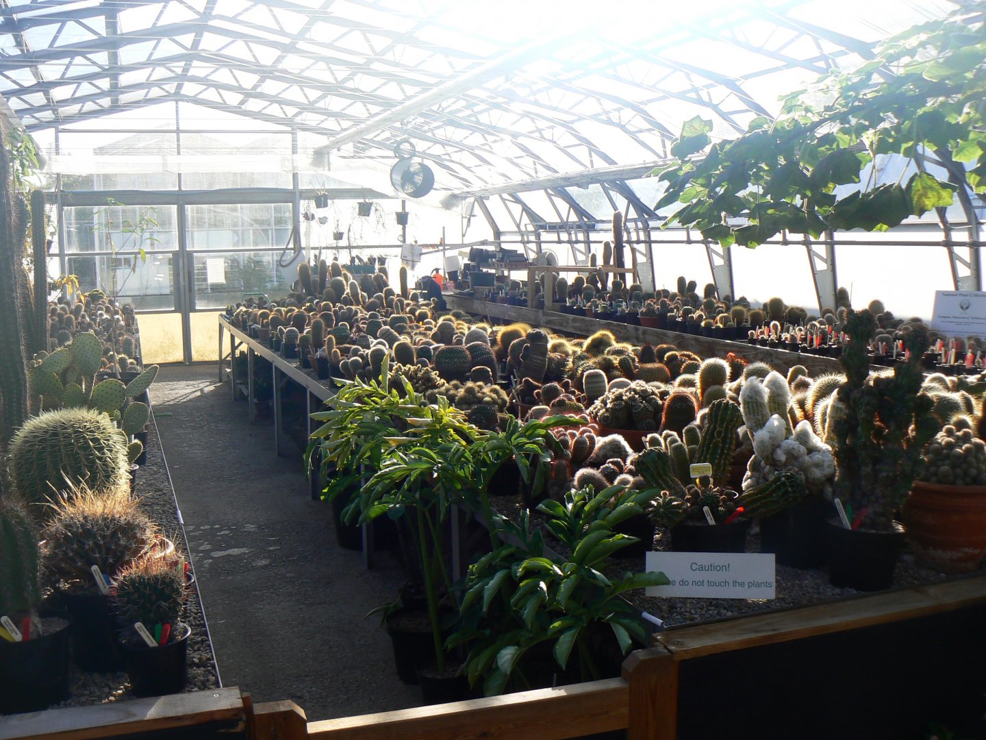 Cacti in the Plant Project - 27 October 2019