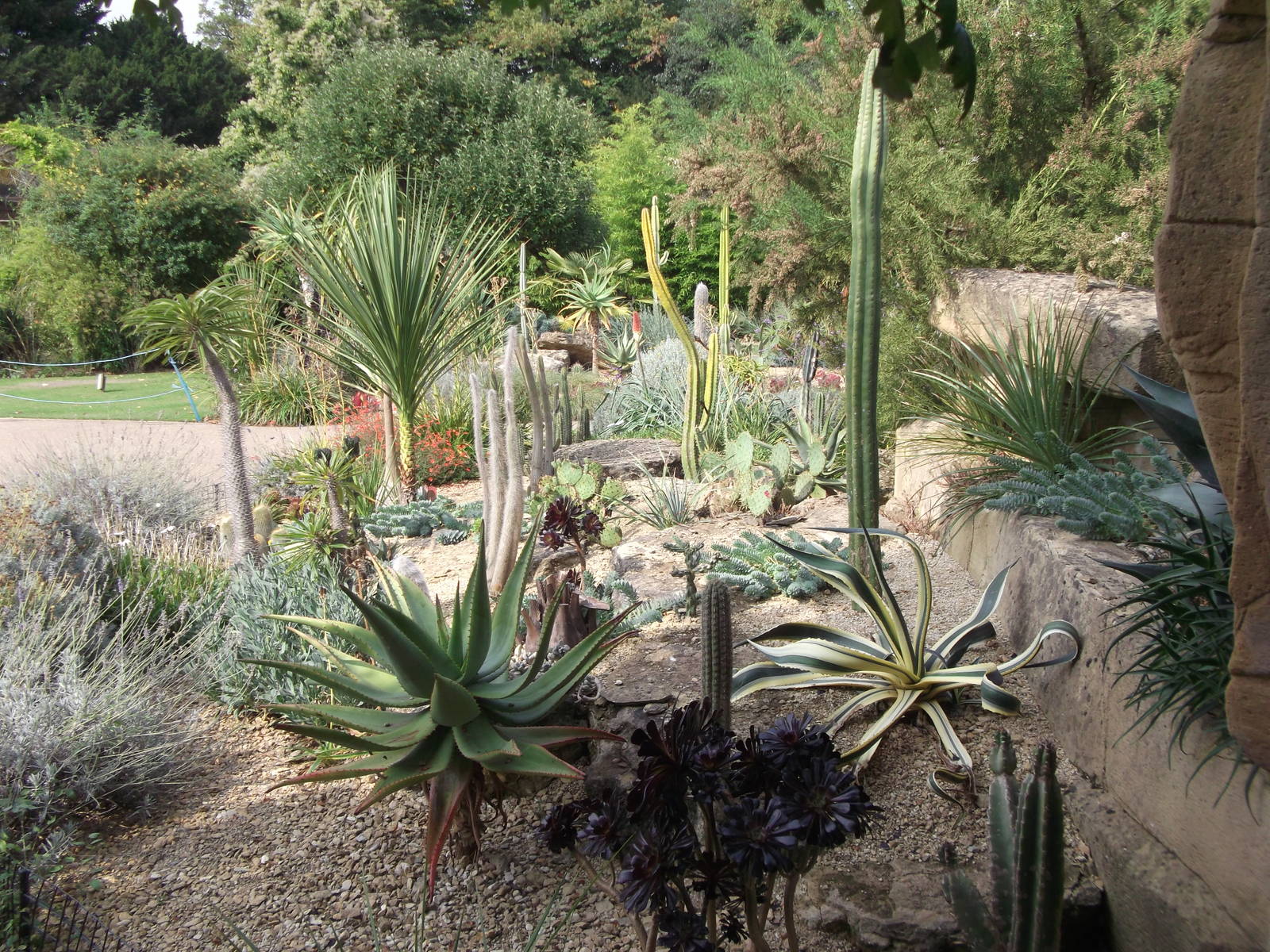 Cacti/Succulent border in Walled garden