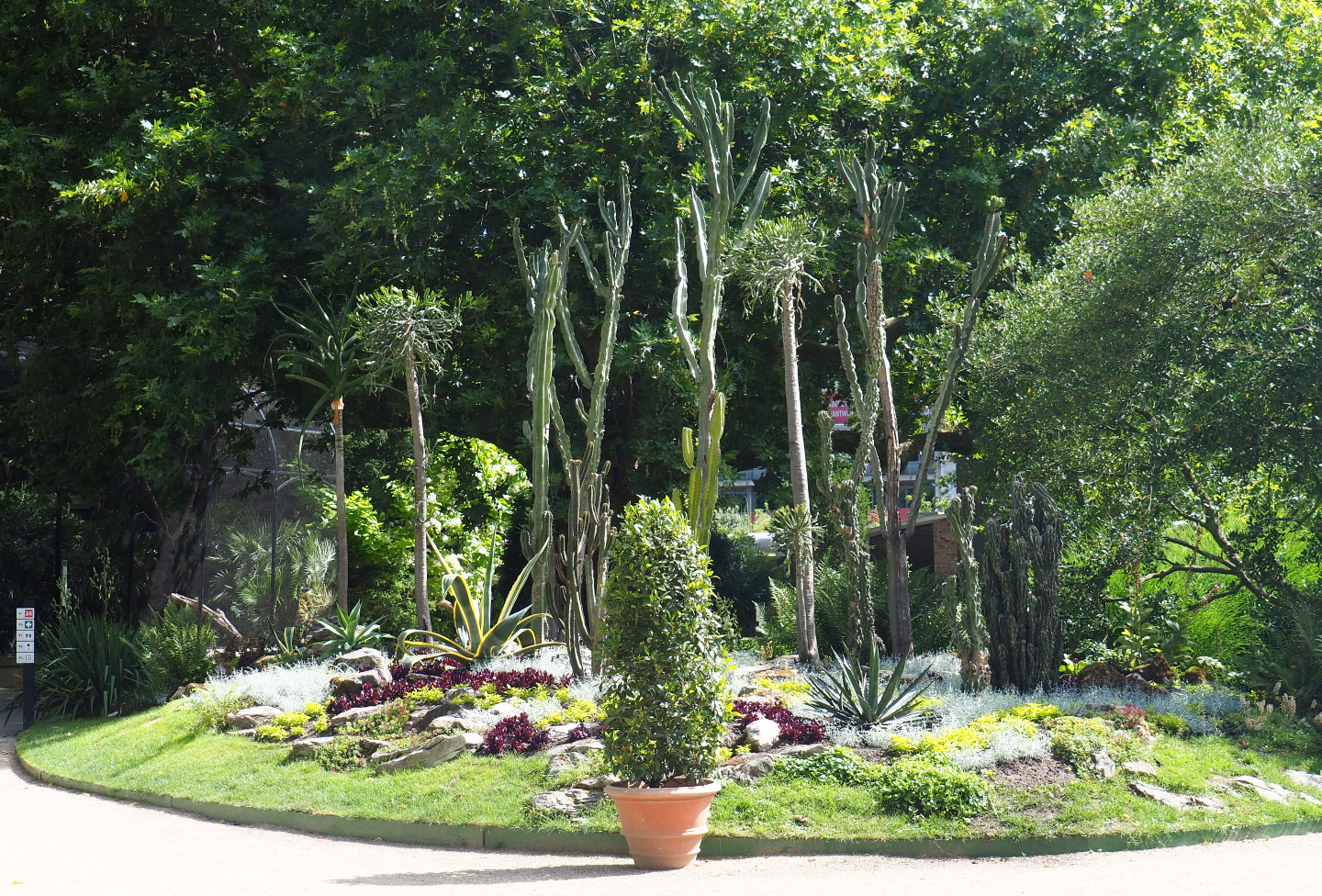 Cactus and agave garden near the bird house, 2020-06-28