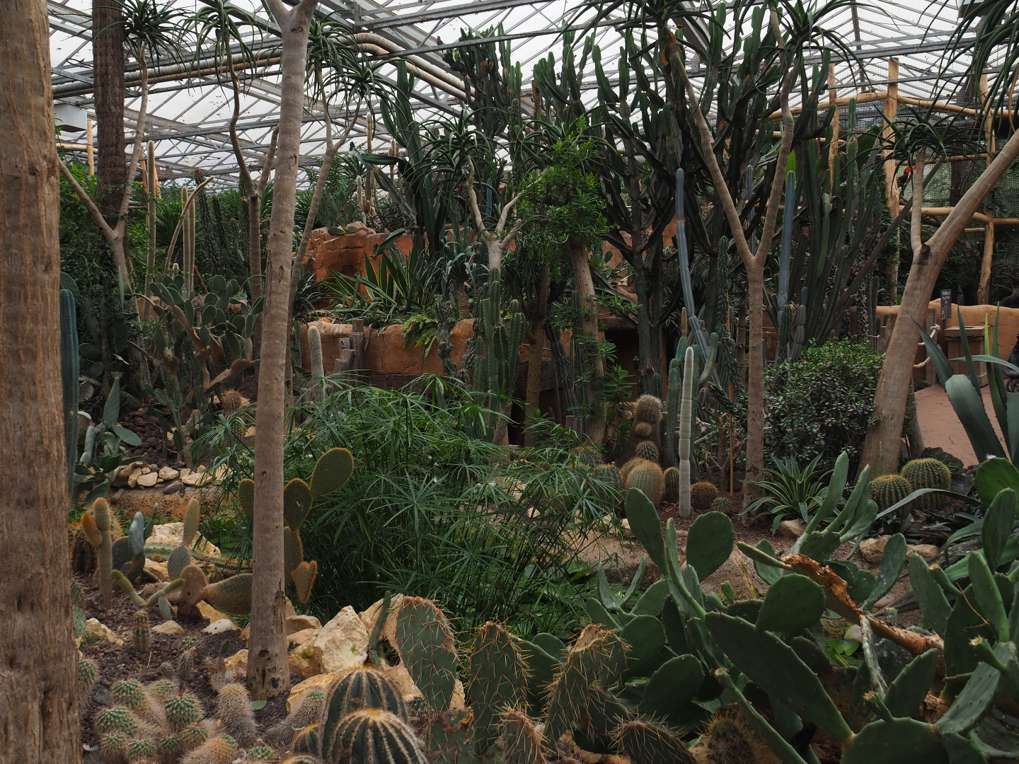 Cactus and succulent garden in the Oasis, 2019-10-05