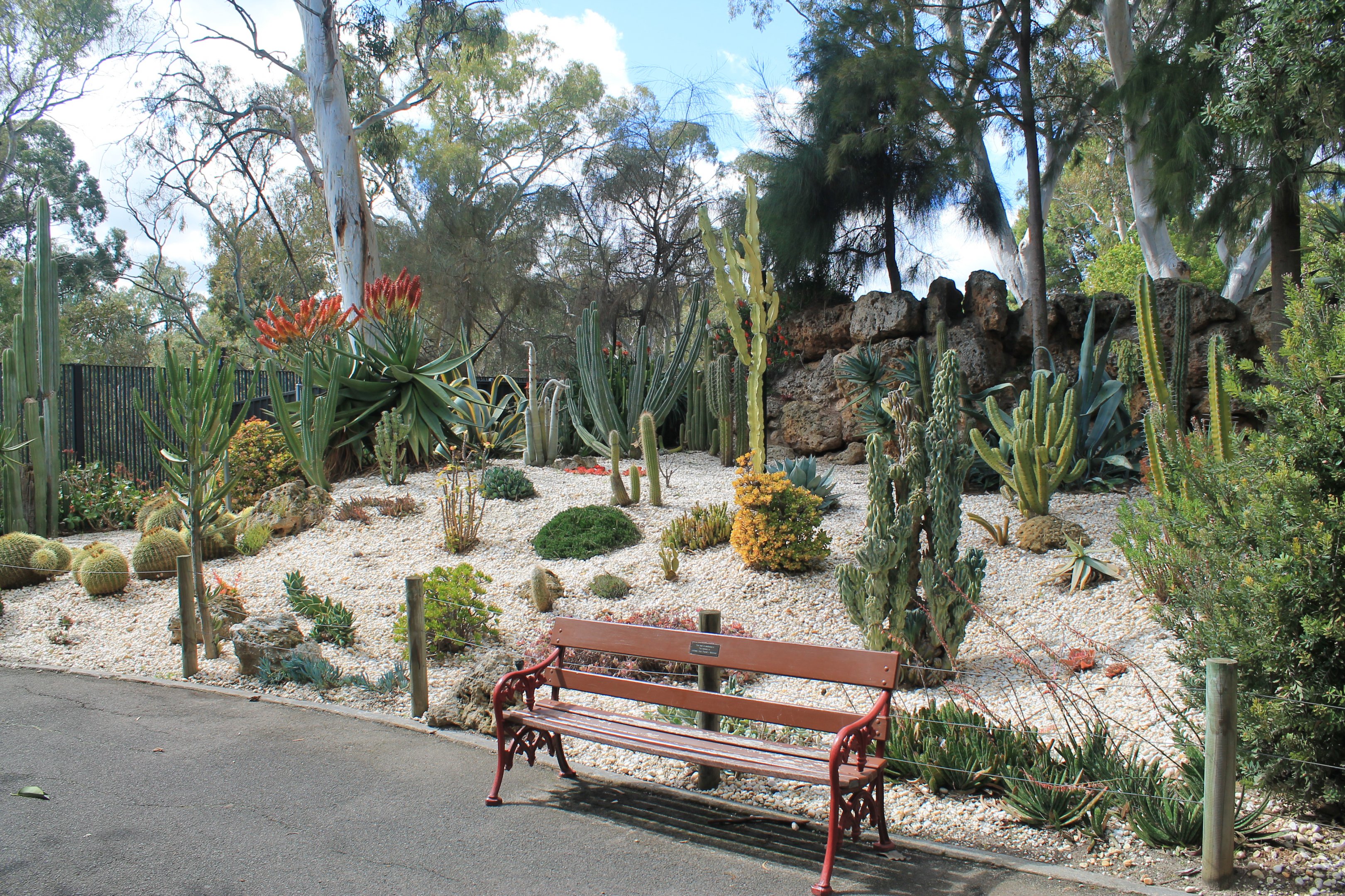 cactus and succulent garden