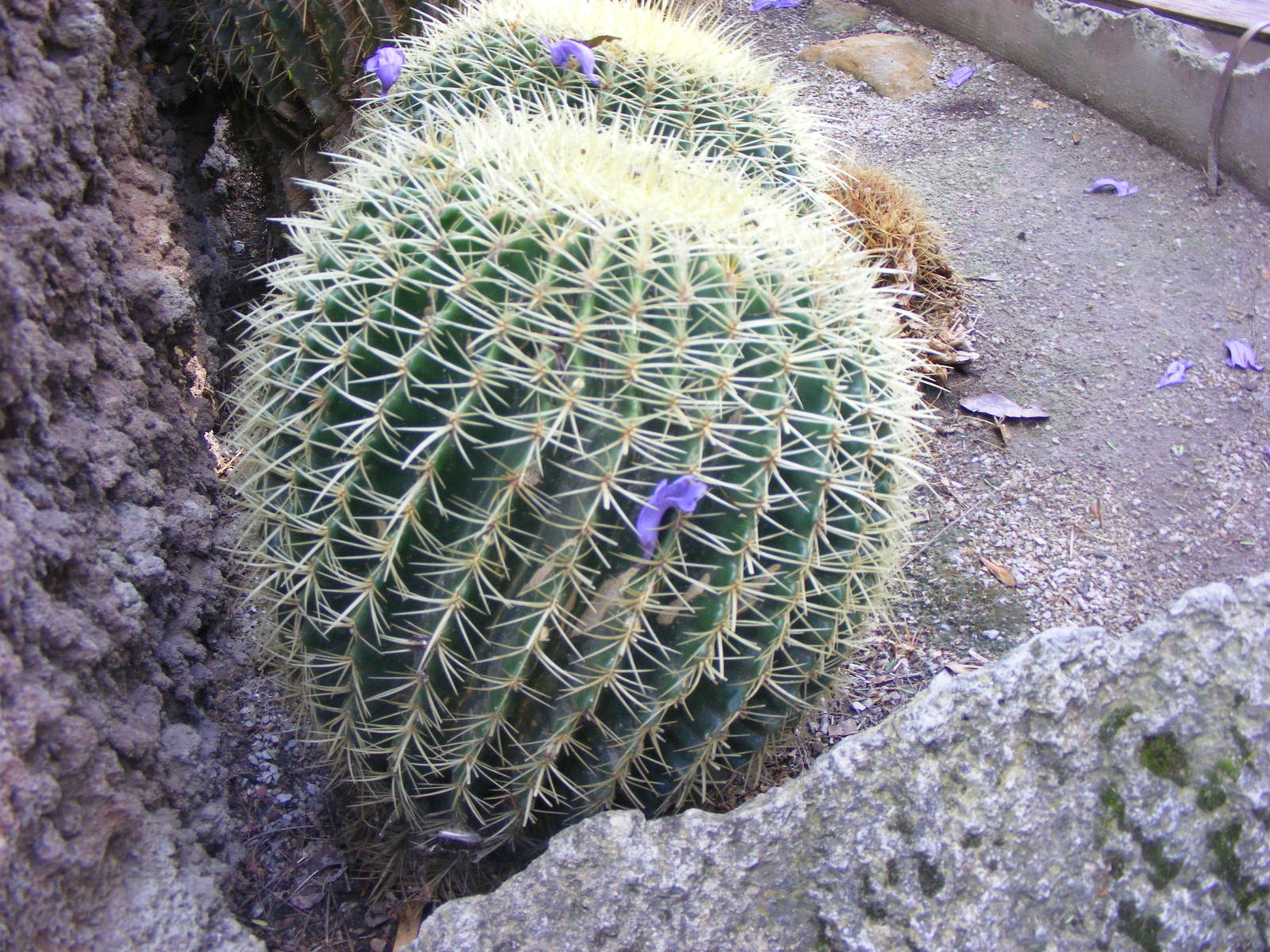 Cactus - April, 2010