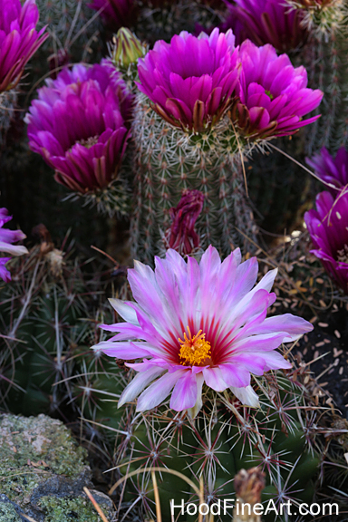 Cactus blooms