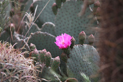 cactus blossom