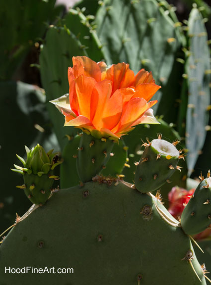 cactus blossom