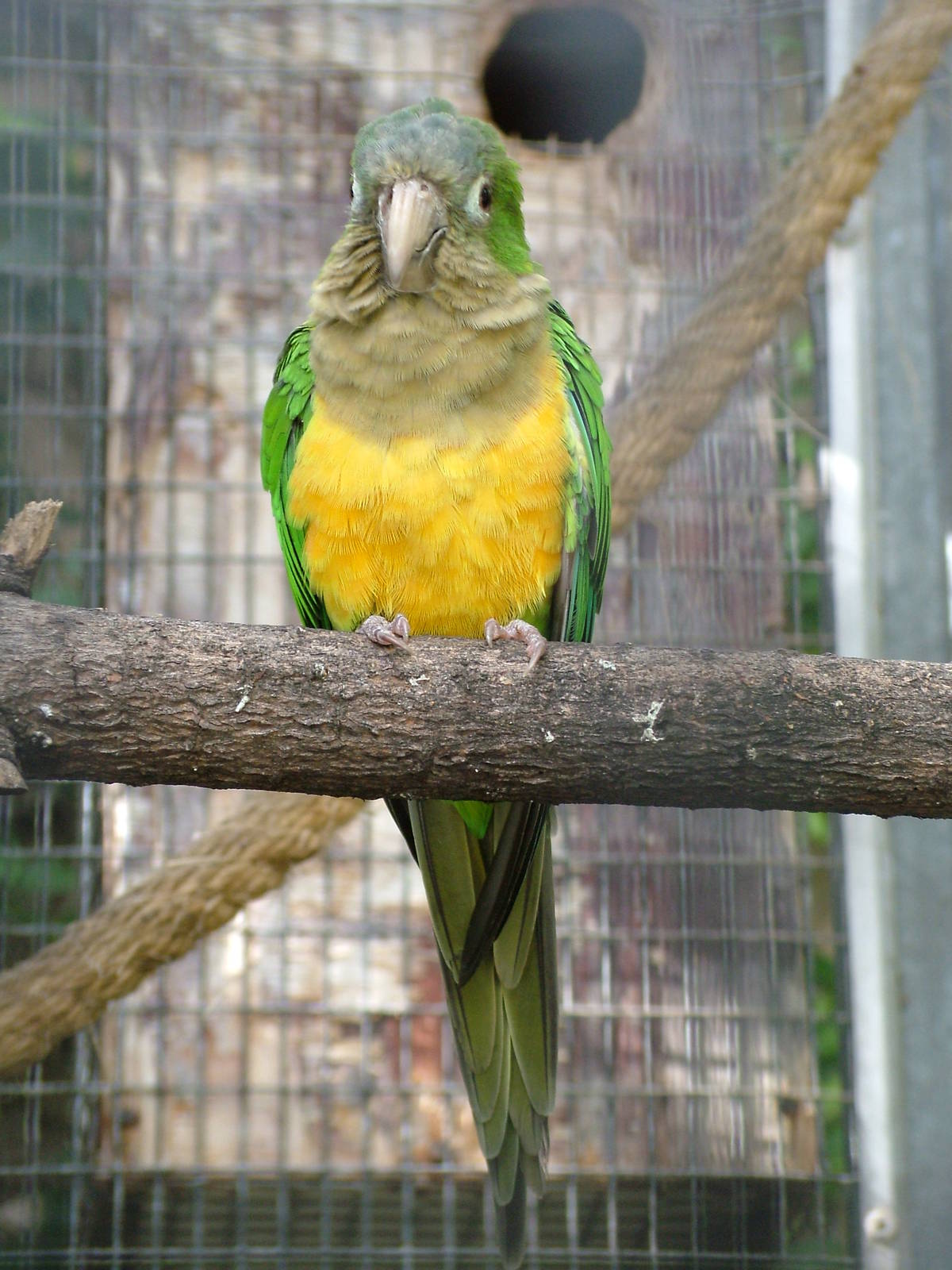 Cactus Conure at Loro Parque, 08/11/10