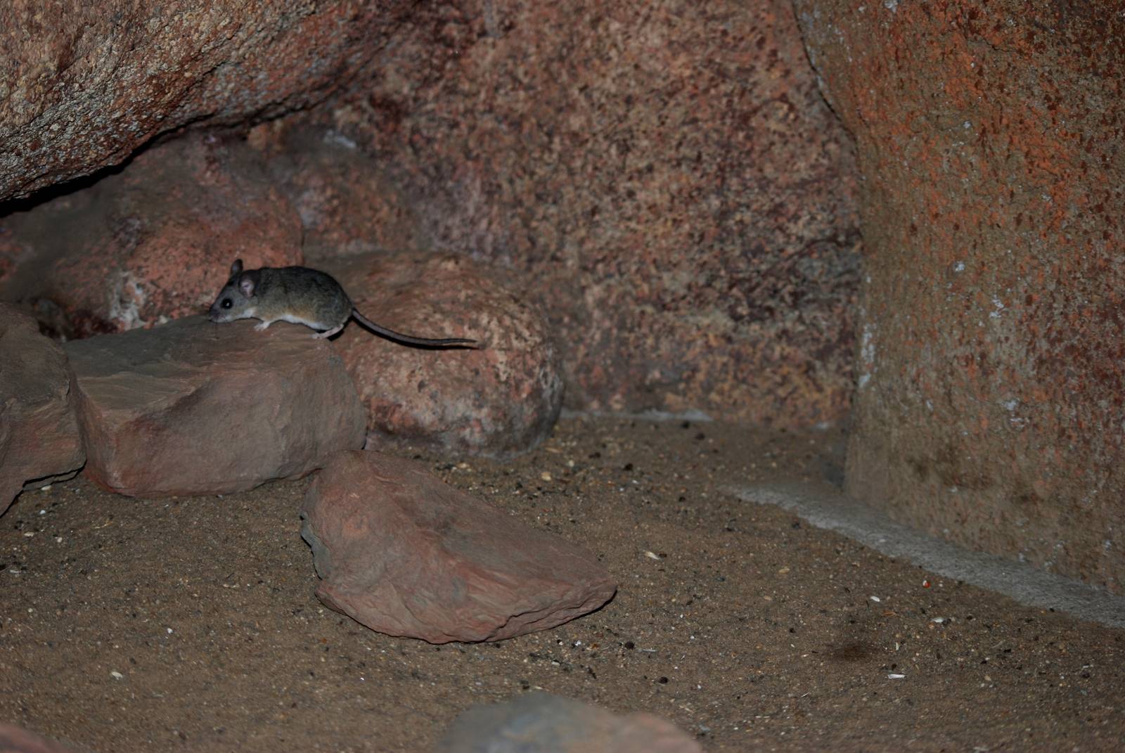 Cactus Deermouse at Burgers Zoo Arnhem, 30/05/12