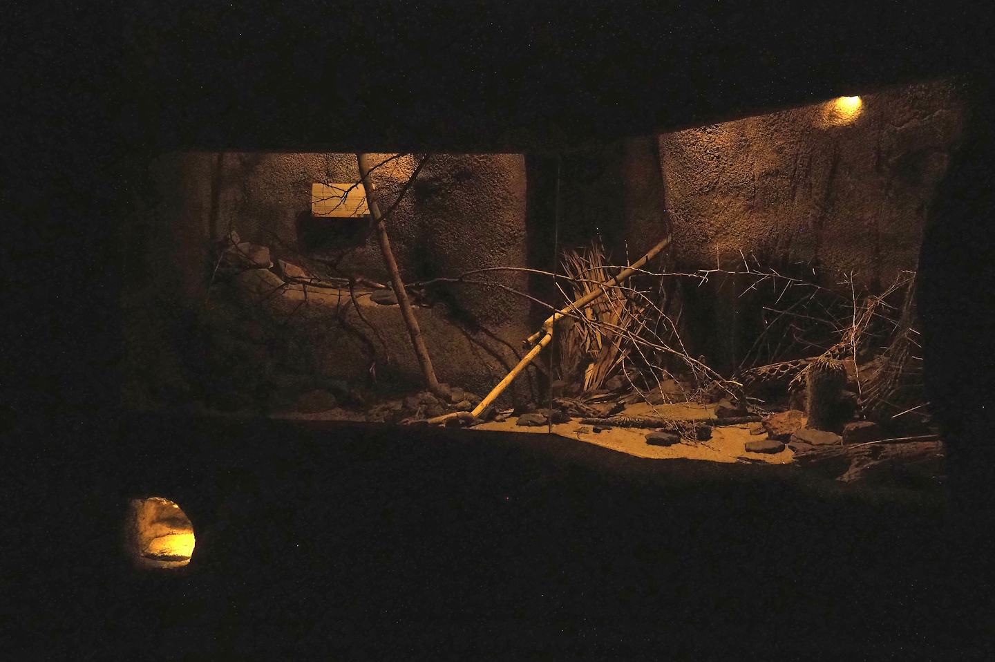 Cactus deermouse exhibit, 2023-10-07