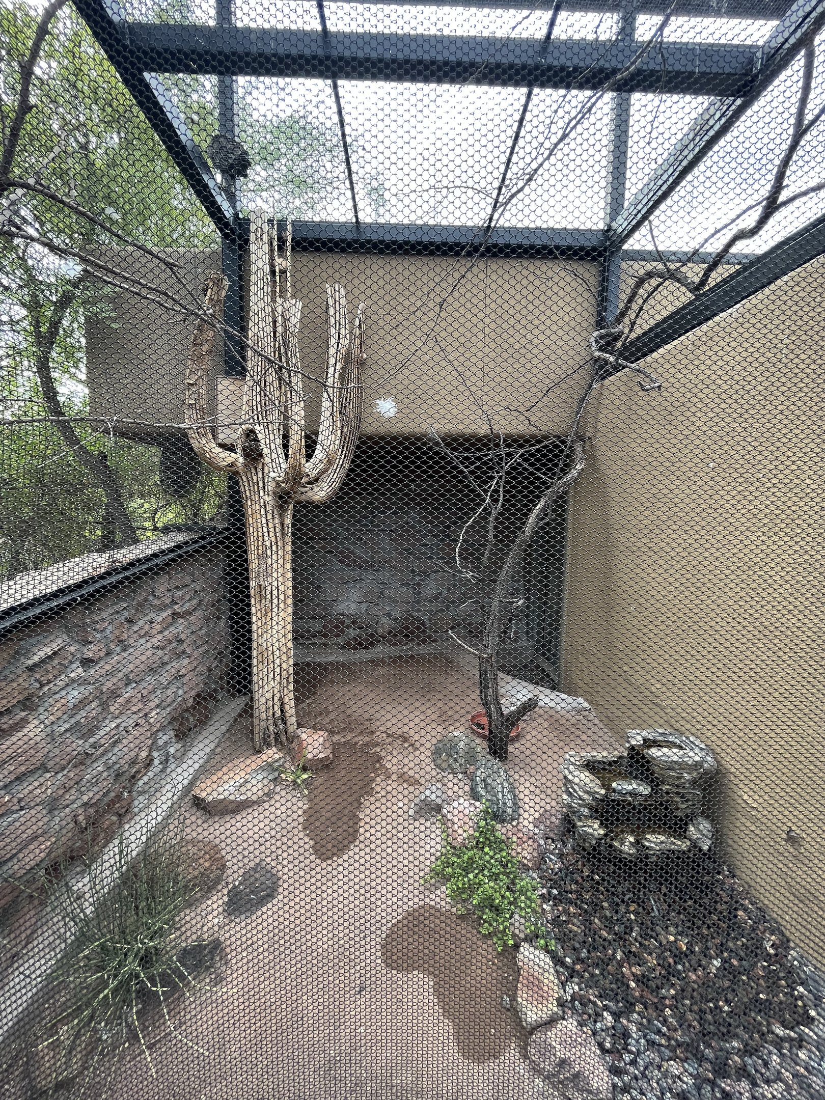Cactus Ferruginous Pygmy Owl Aviary