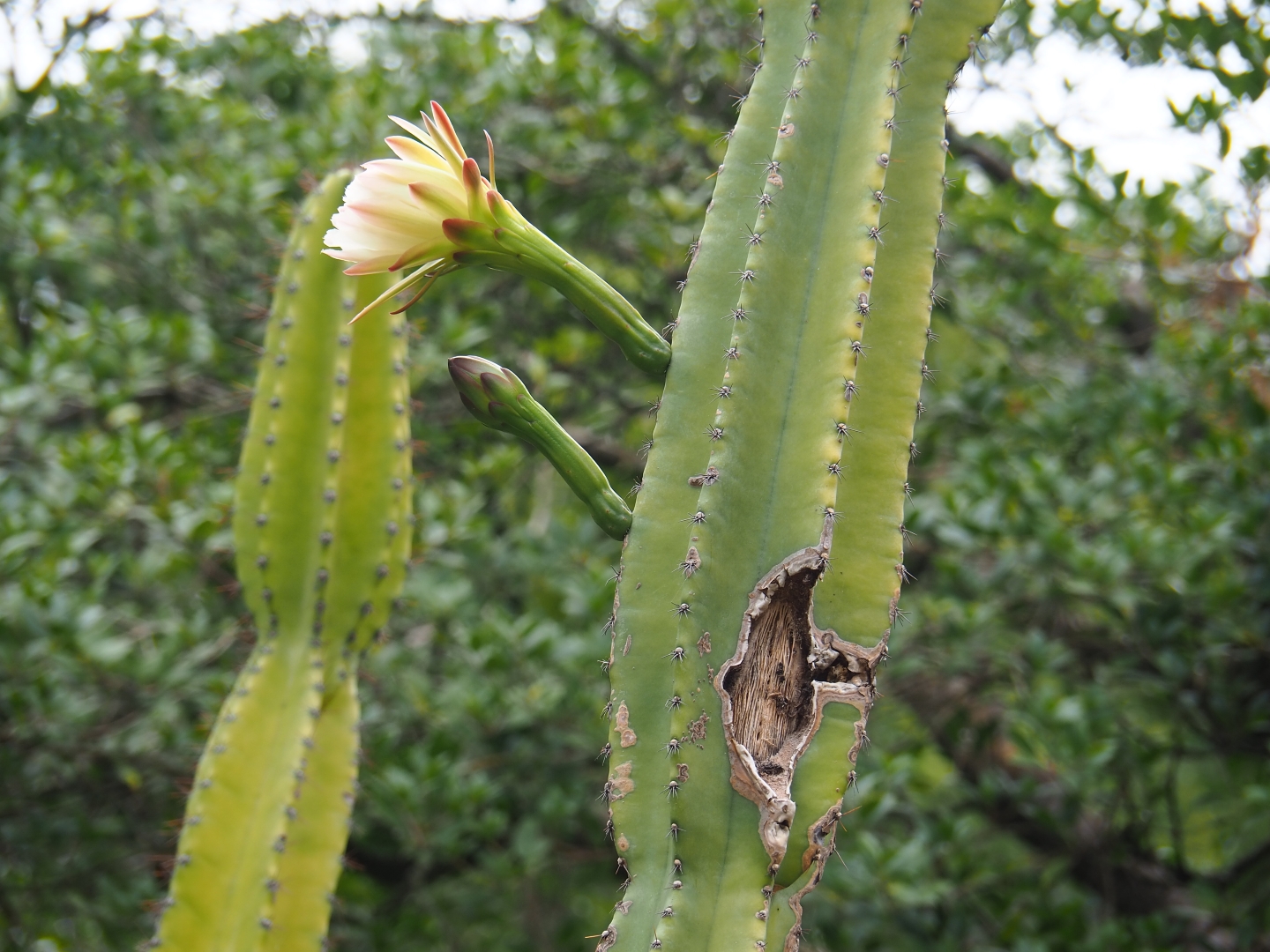 Cactus flower in the cactus garden