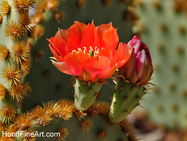 Cactus Flower