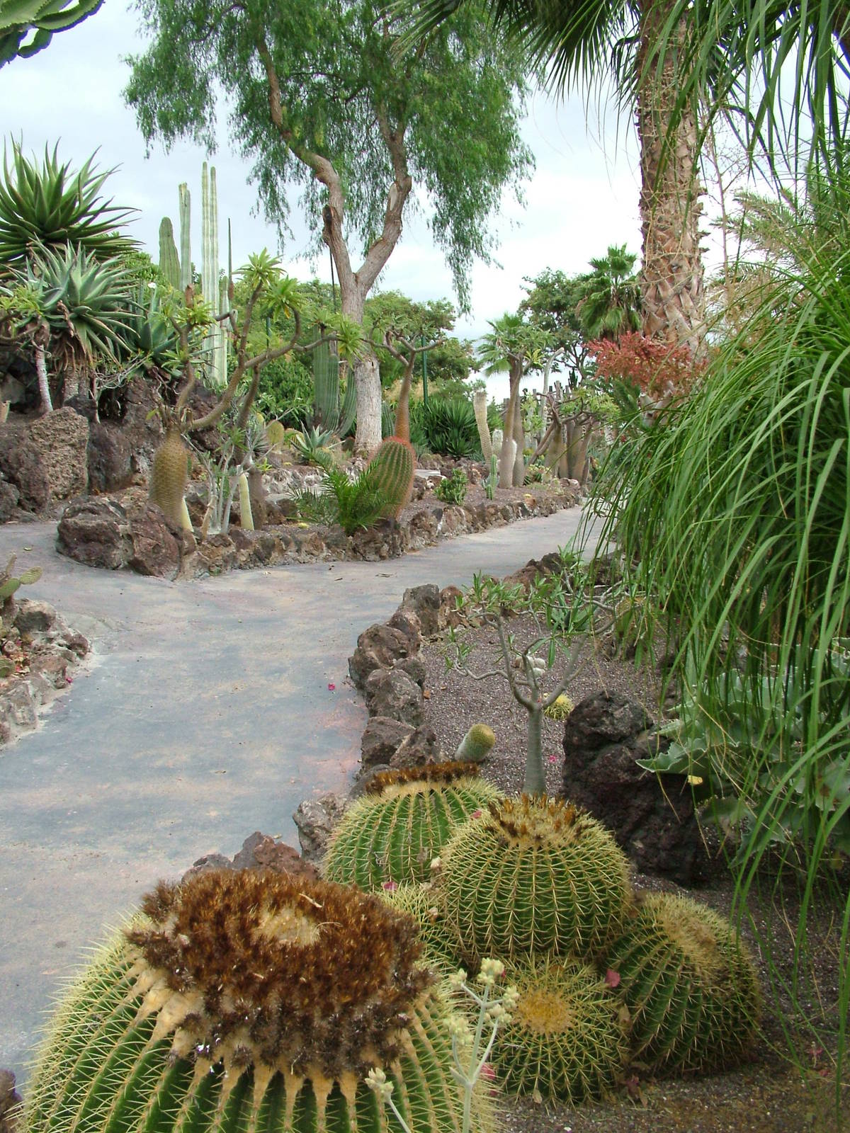 Cactus Garden at Jungle Park (Las Aguilas), 13/11/10