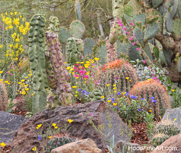 cactus garden