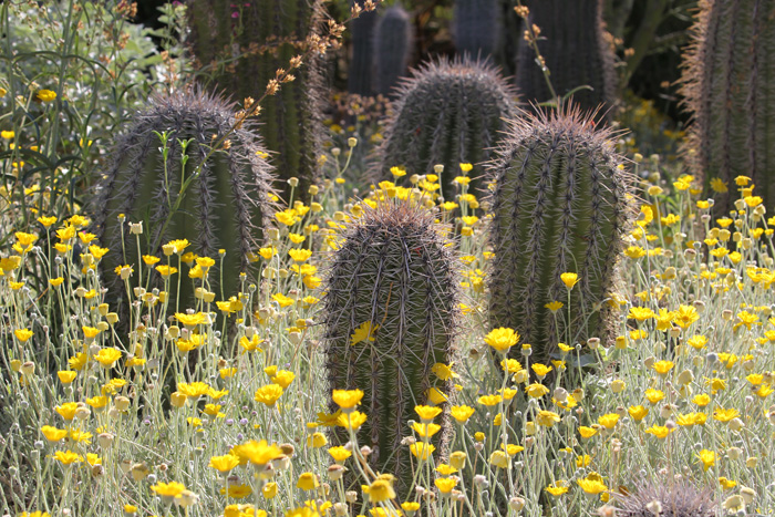 Cactus Garden