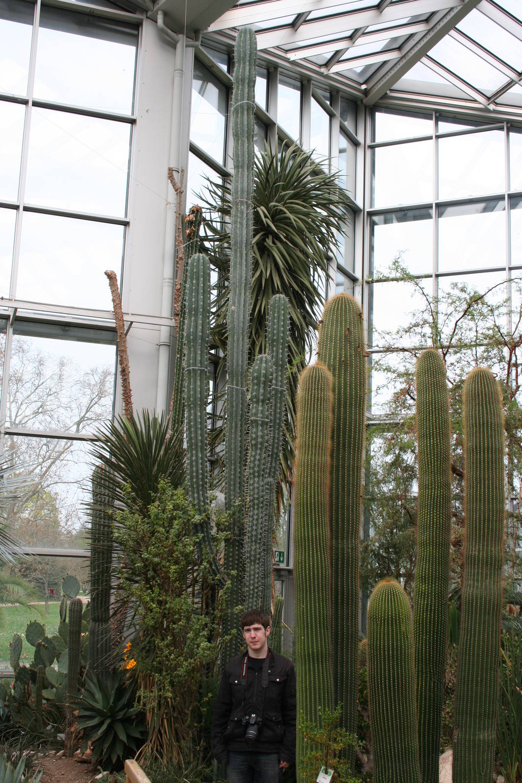 Cactus height comparison