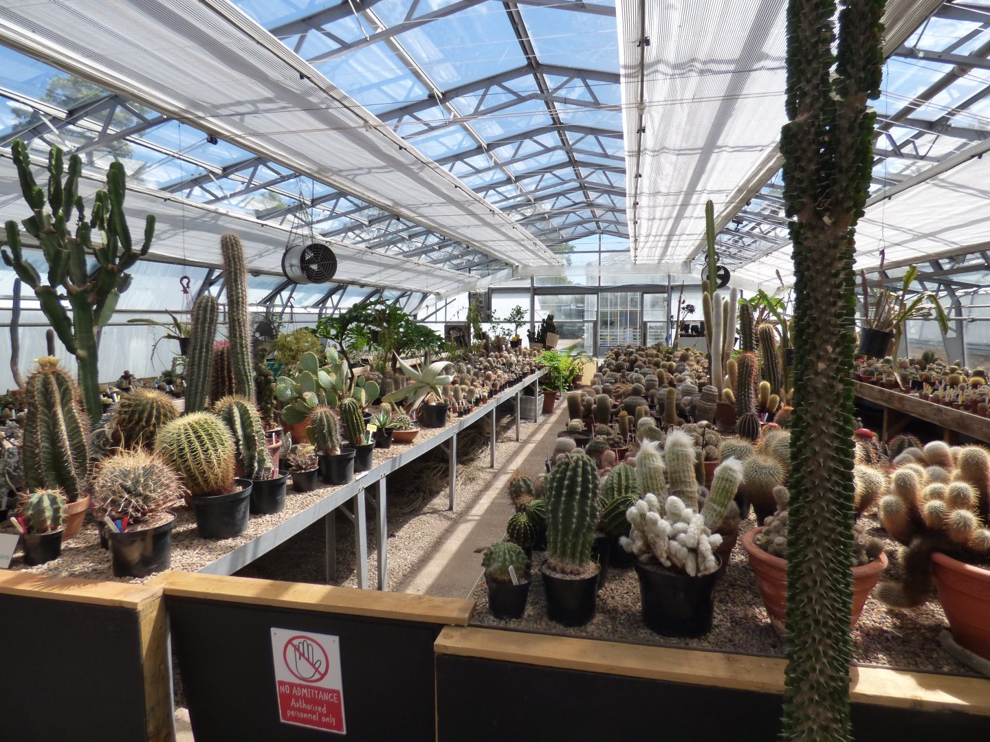 Cactus in The Plant Project