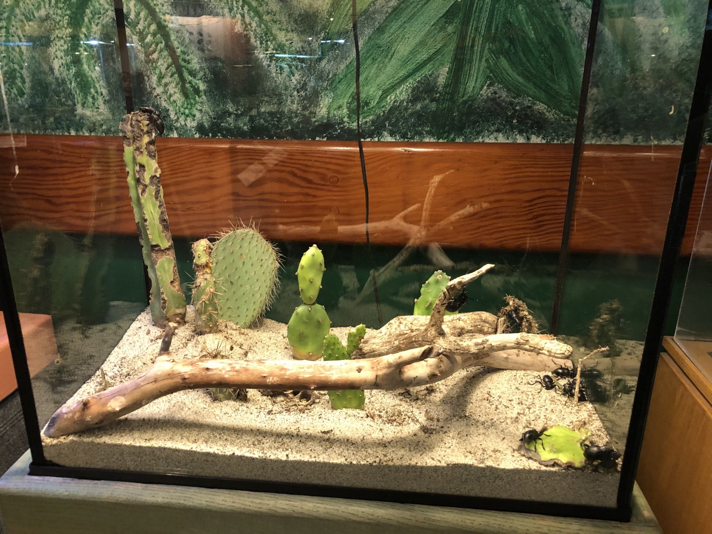 Cactus longhorn beetle tank