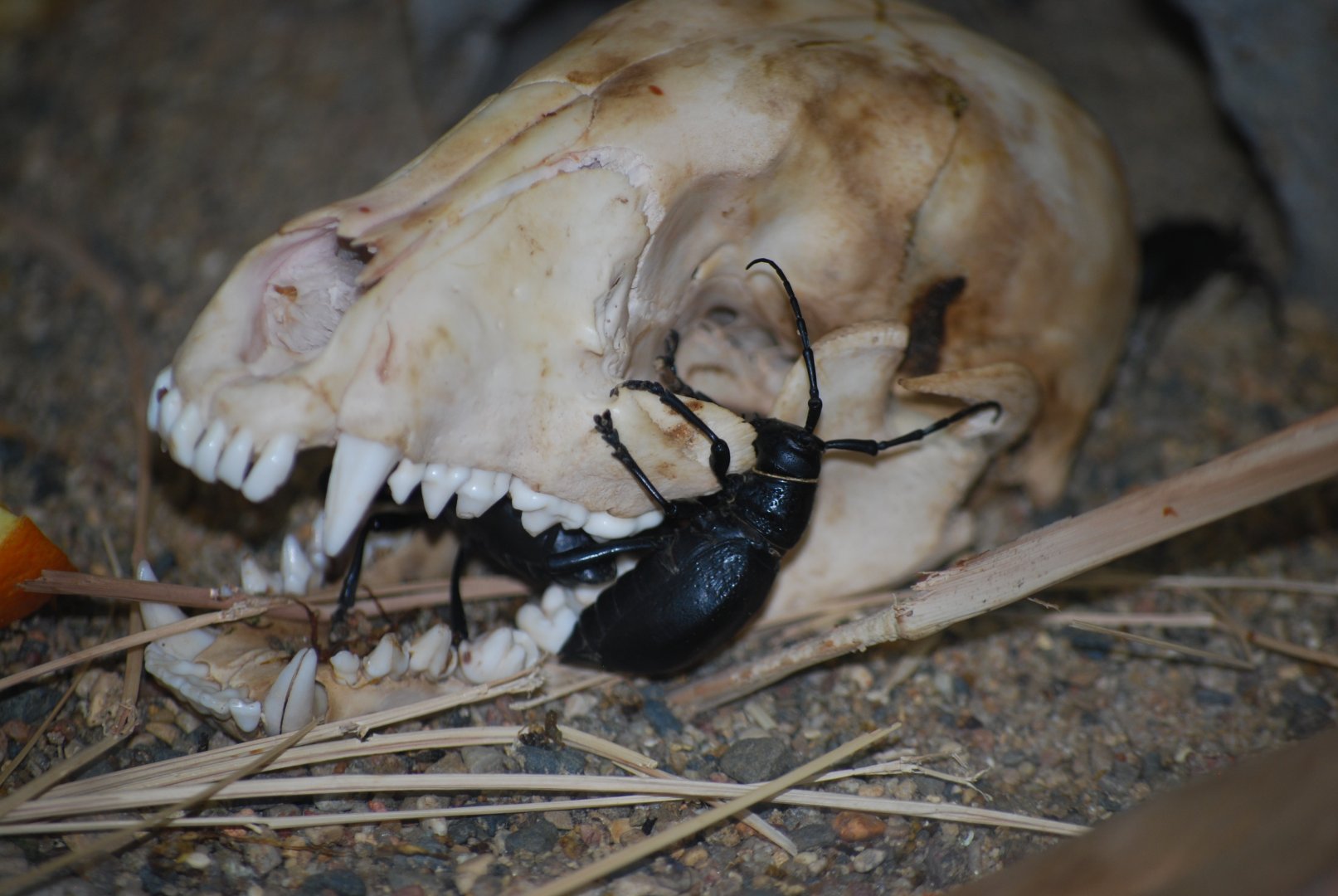 Cactus Longhorn Beetle