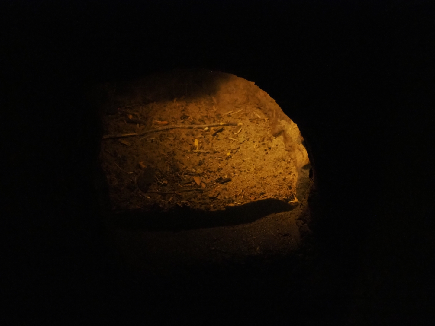 Cactus mouse den (Sep 16th, 2018)