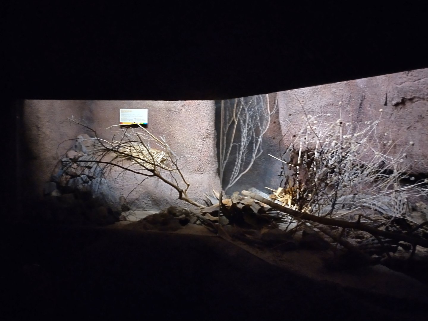 Cactus mouse enclosure, with the lights on