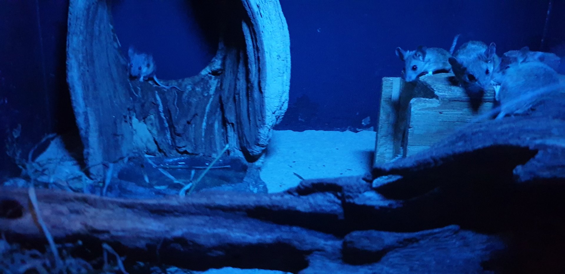 Cactus mouse, Mouse house