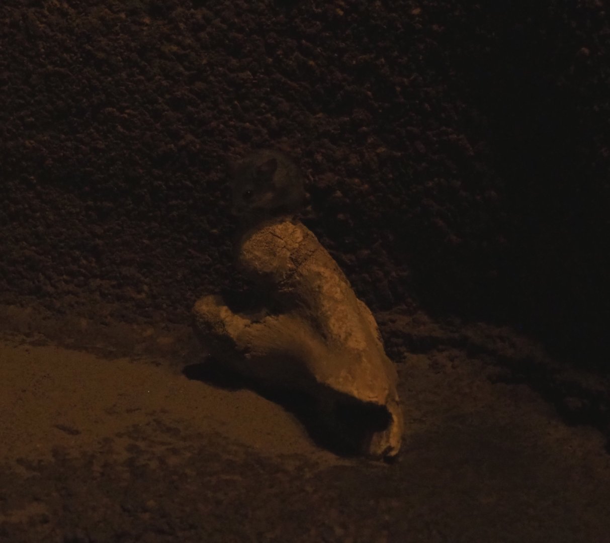 Cactus mouse (Peromyscus eremicus)