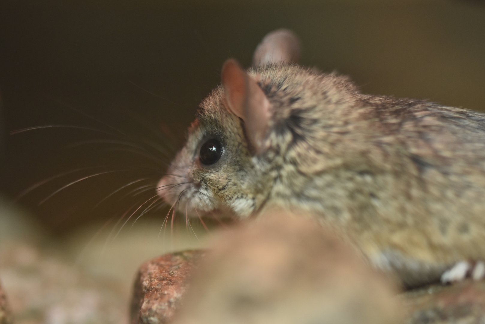 Cactus mouse (Peromyscus eremicus)