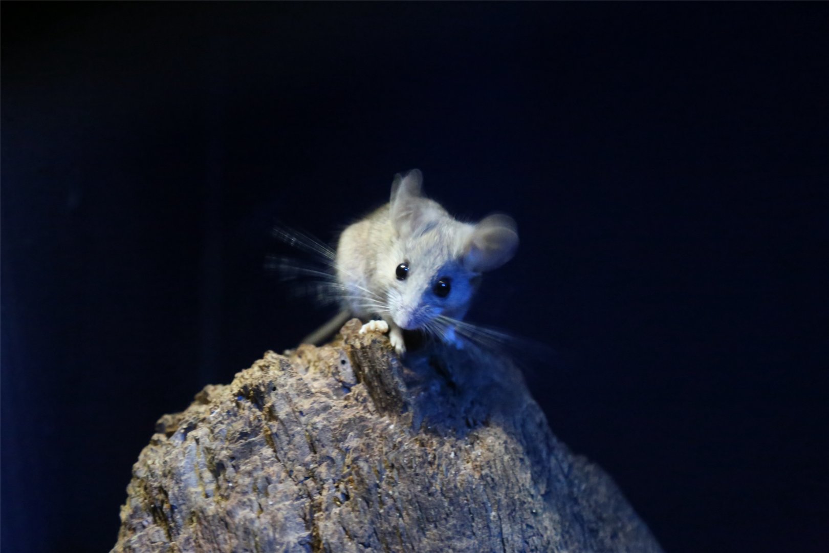 Cactus Mouse (Peromyscus eremicus)