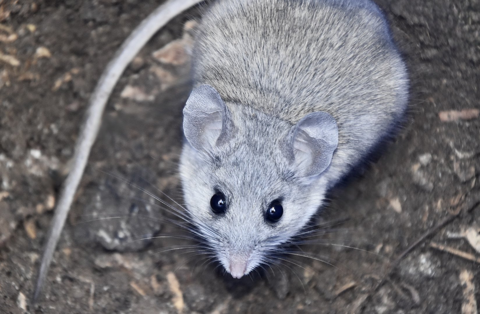 Cactus Mouse (Peromyscus eremicus)