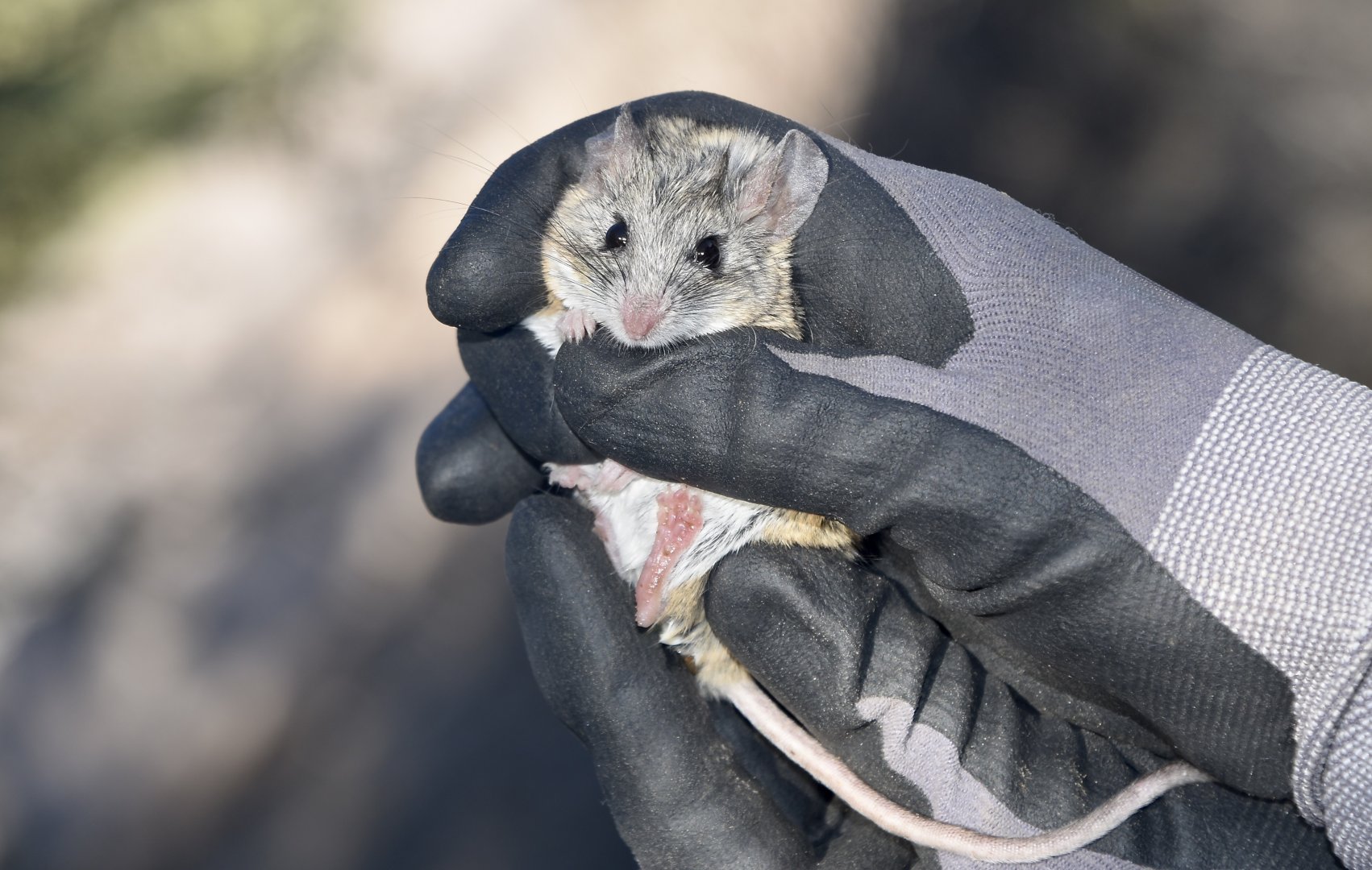 Cactus Mouse (Peromyscus eremicus)