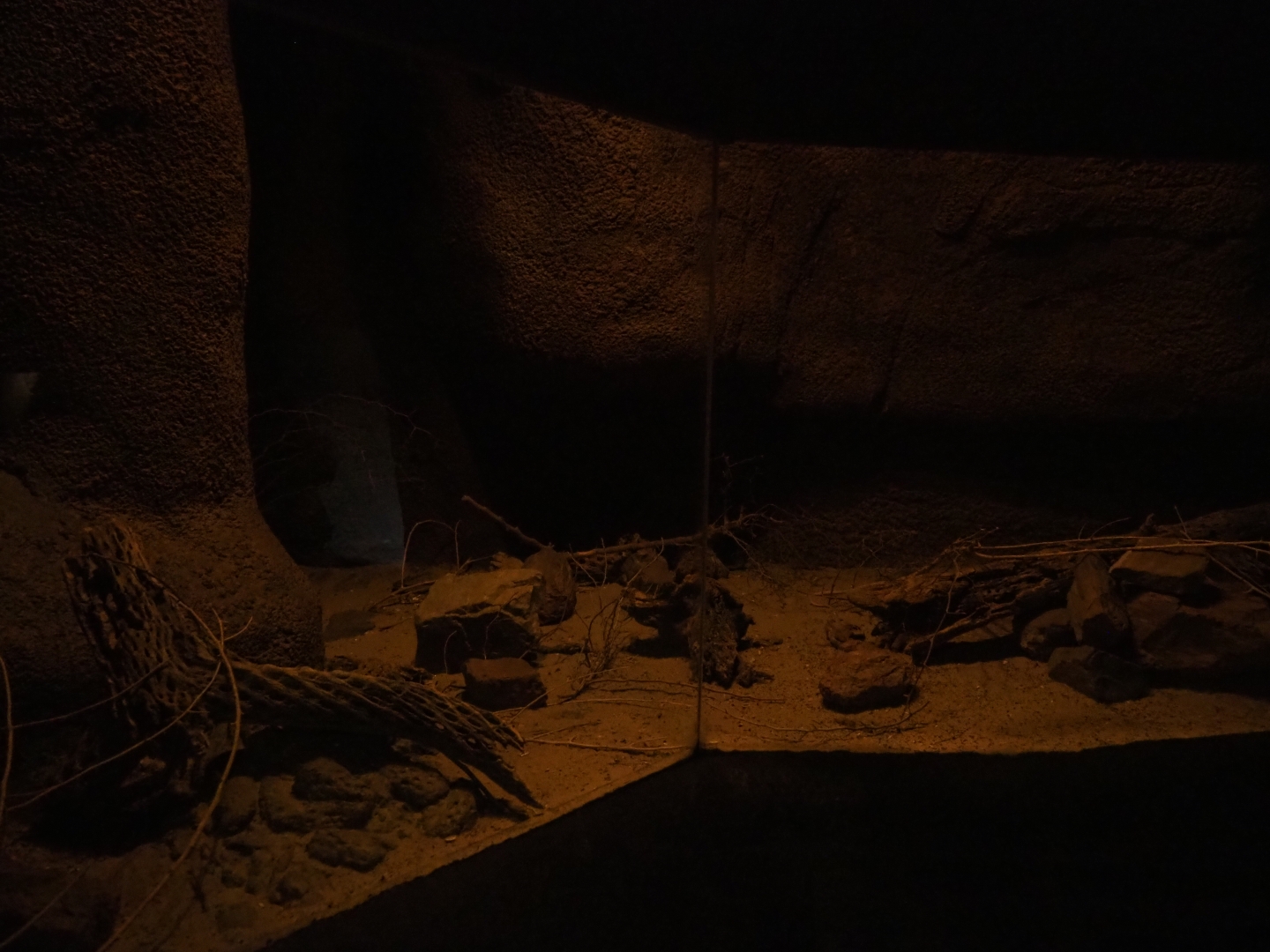 Cactus mouse terrarium (Sep 16th, 2018)