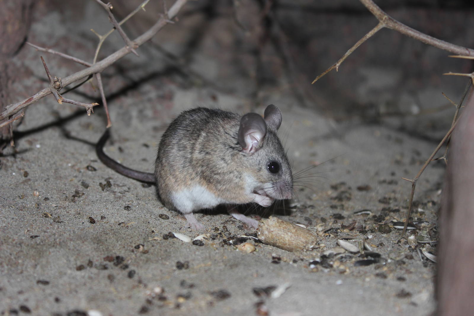 Cactus mouse