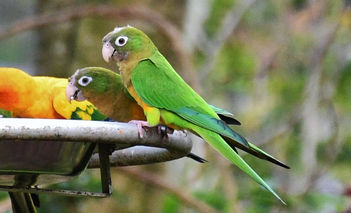 Cactus Parakeet (Eupsittula cactorum)