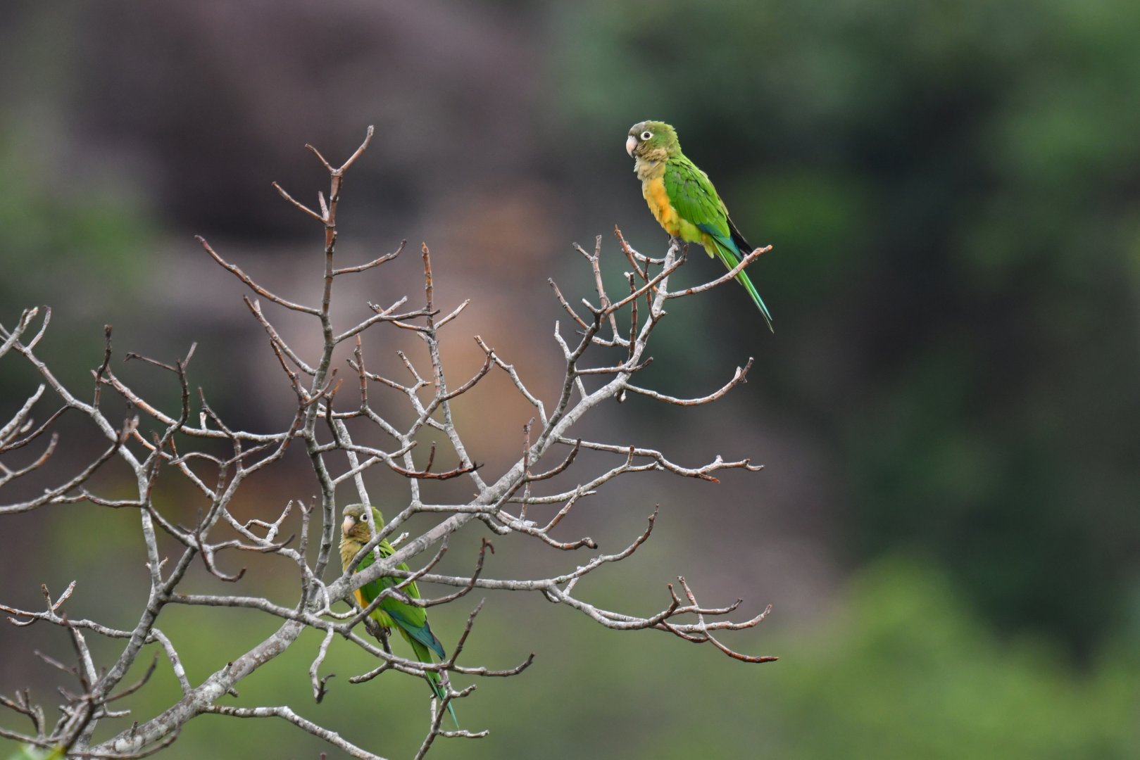 Cactus Parakeet Eupsittula cactorum