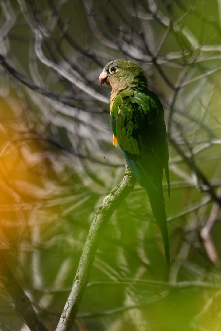 Cactus Parakeet Eupsittula cactorum