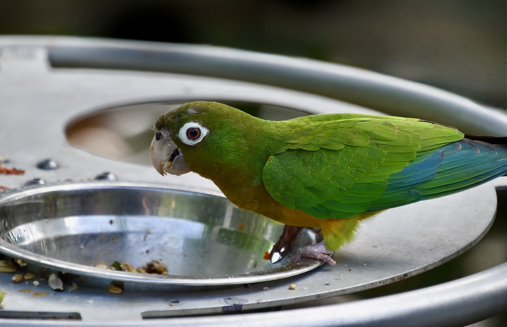 Cactus Parakeet (Eupsittula cactorum)