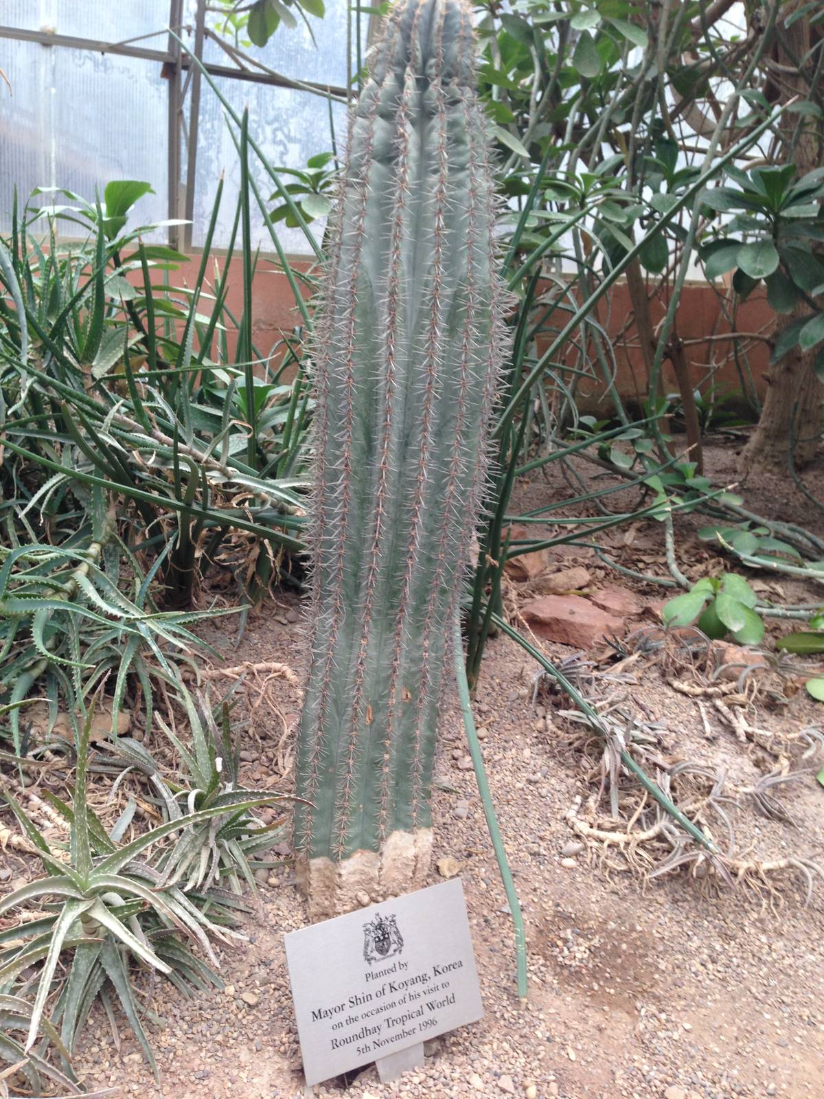 Cactus Planted by South Korean Mayor at Tropical World - 02/10/2013