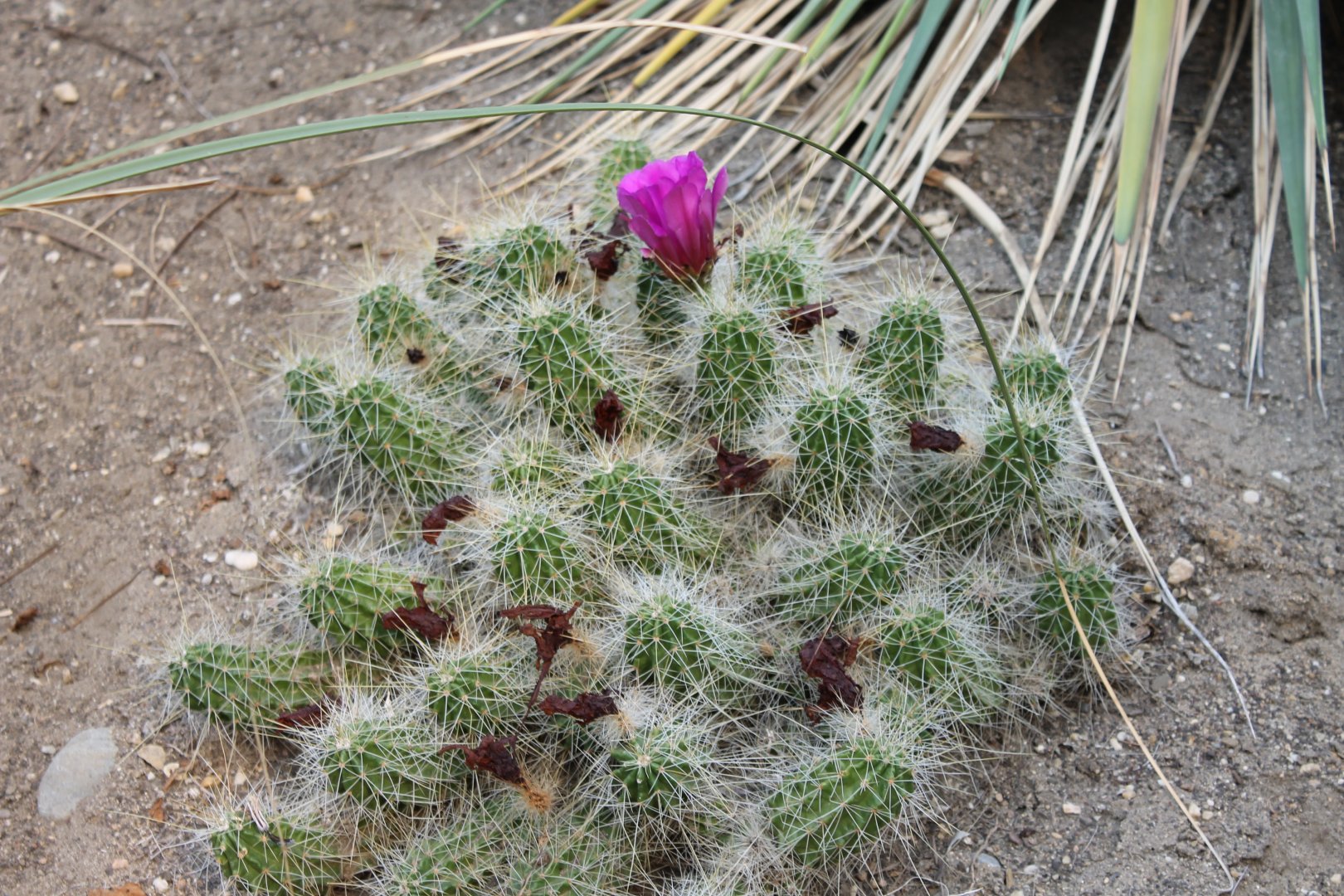 Cactus species